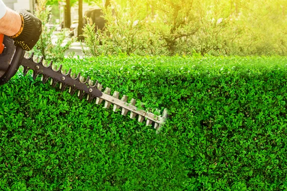 Person schneidet Hecke mit Heckenschere